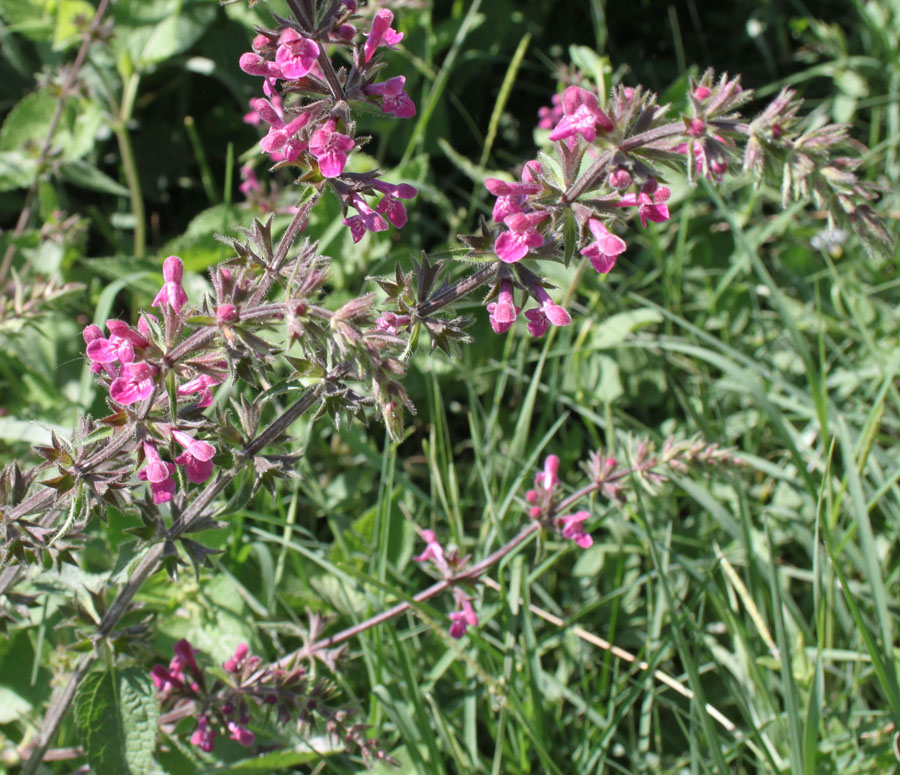 Stachys sylvatica